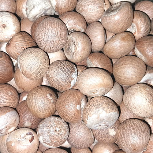 Cung cấp nguyên liệu Cau sọ sỉ 