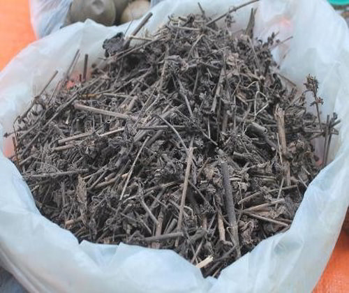 Tổng kho sỉ Cây Nhân Trần số lượng lớn