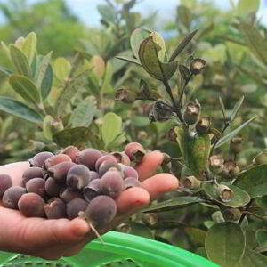 Nguồn sỉ Cây Sim tận gốc tại Daklak - Giá xưởng không trung gian