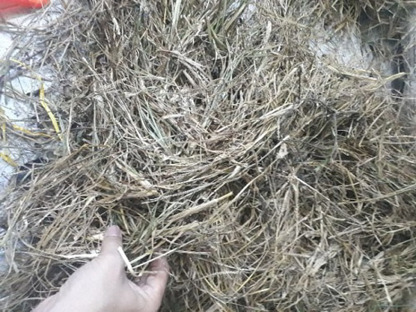 Giá sỉ cỏ mần trầu cạnh tranh