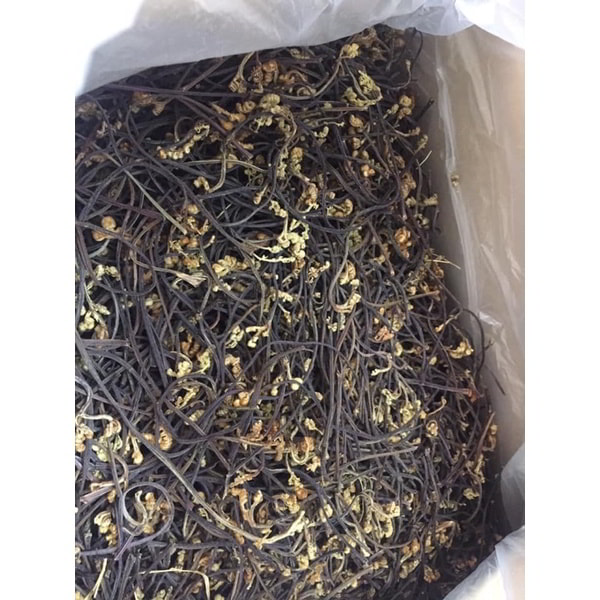 Sỉ dương xỉ chất lượng cao