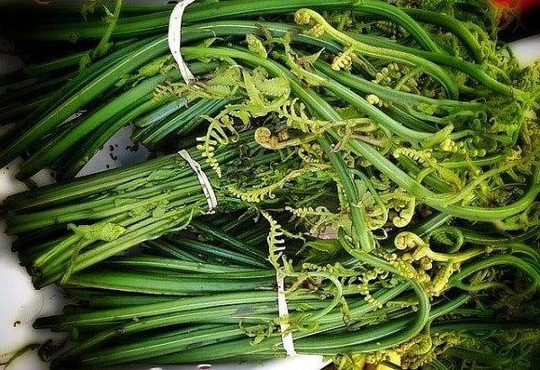 Cung cấp sỉ dương xỉ 