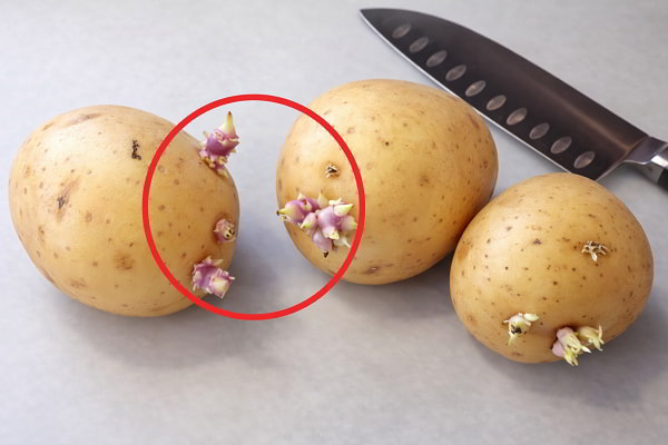 Khoai tây mọc mầm không nên ăn