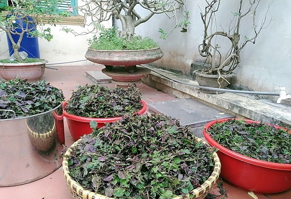 Sỉ lá tía tô khô nhà trồng