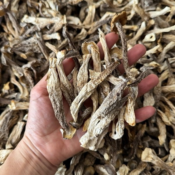 Nấm nhung hươu có tốt không?