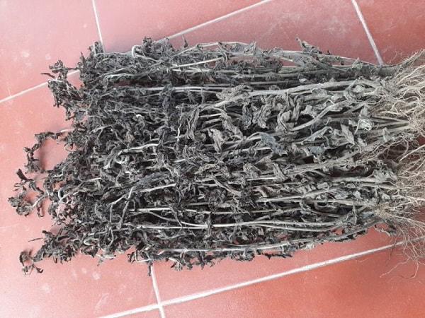 Sỉ cây nhân trần giá tận xưởng