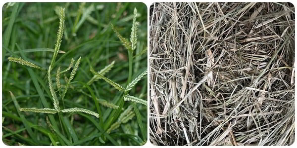 Nguồn sỉ cỏ mần trầu khô uy tín