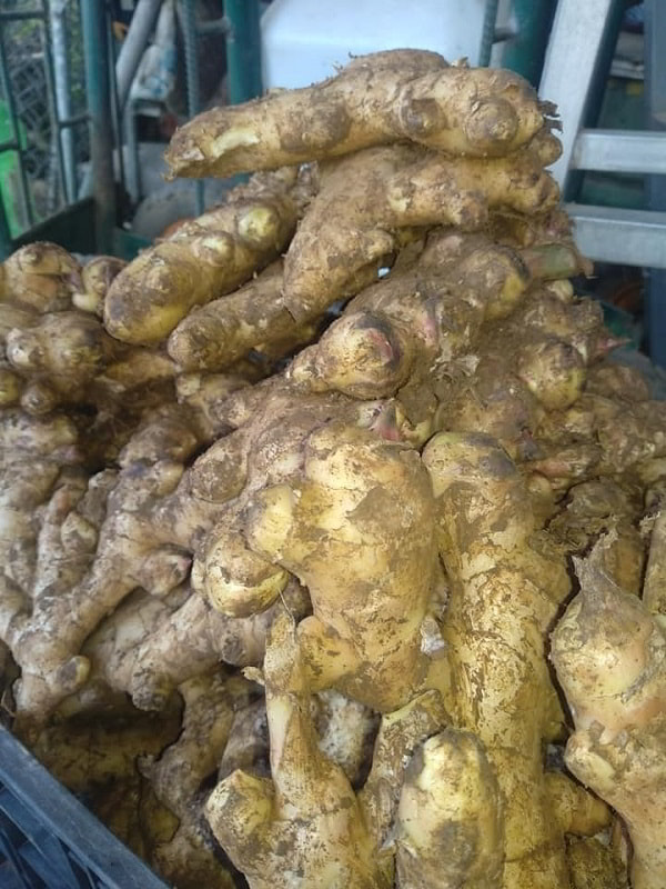 Sỉ gừng cho các nhà máy