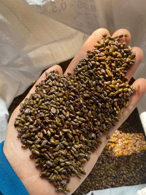 Sỉ hạt muồng tại THAPHACO