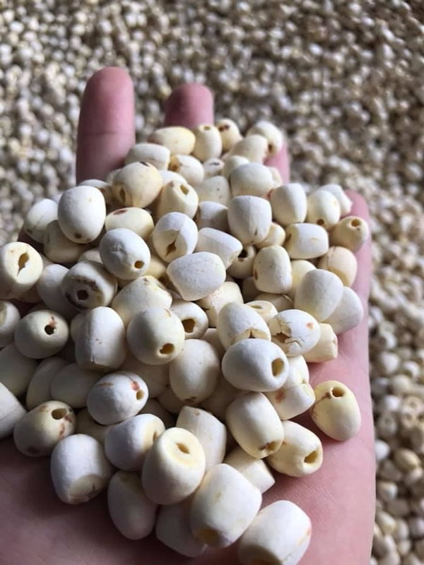 Giá sỉ hạt sen cho đại lý