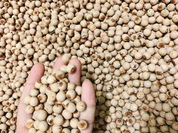 Sỉ hạt sen nguyên chất, giá sỉ cạnh tranh