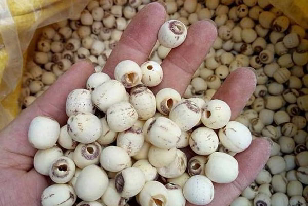 Nguồn sỉ đậu sen giá tốt