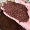Hạt Đình Lịch Sỉ – Nguyên Liệu Làm Mồi Câu Cá