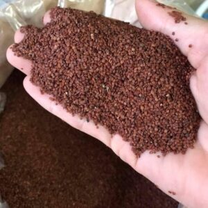 Hạt Đình Lịch Sỉ – Nguyên Liệu Làm Mồi Câu Cá